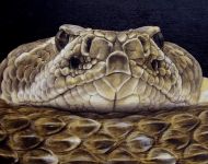 Snake Portrait