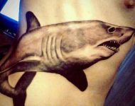 Shark on side